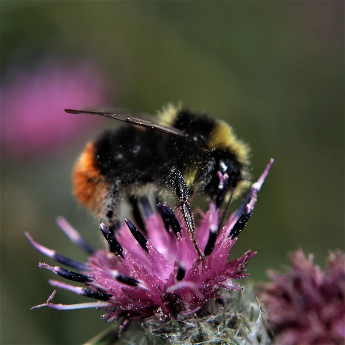 Red-tailed Bumblebee - photo 3