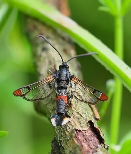 Red-tipped Clearwing - photo 3