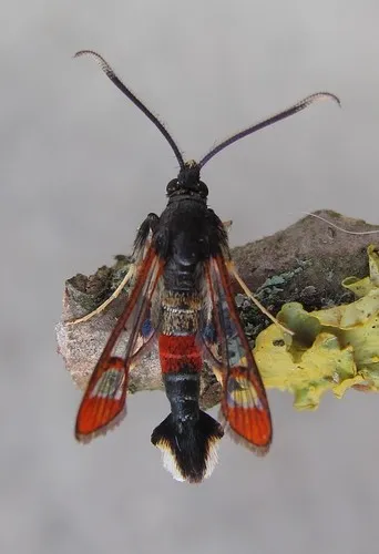 Red-tipped Clearwing - photo 4