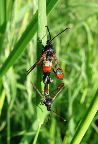 Red-tipped Clearwing - photo 5