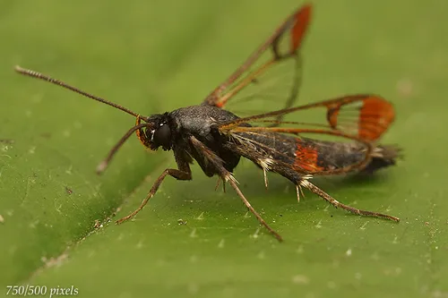 Red-tipped Clearwing - photo 6