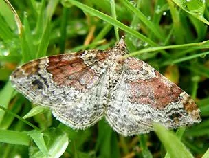 Red Twin-spot Carpet - photo 2