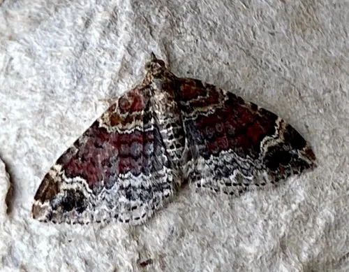 Red Twin-spot Carpet - photo 3