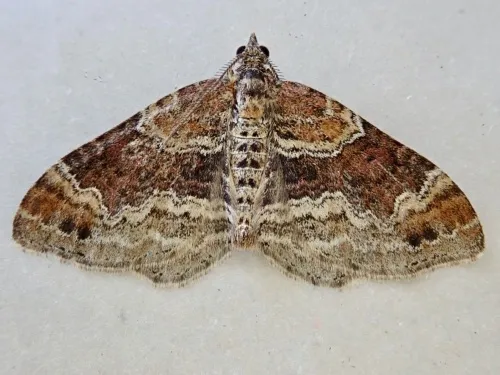 Red Twin-spot Carpet - photo 4
