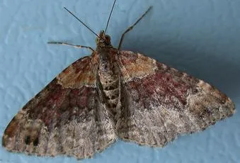 Red Twin-spot Carpet - photo 5