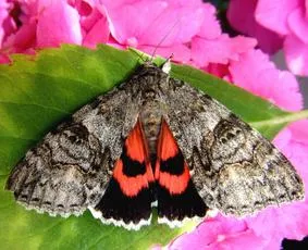 Red Underwing - Catocala nupta
