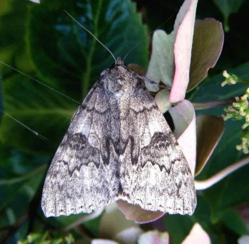 Red Underwing - photo 8