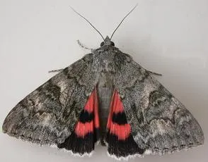 Red Underwing - photo 2