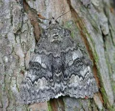 Red Underwing - photo 3
