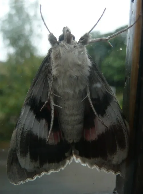 Red Underwing - photo 4
