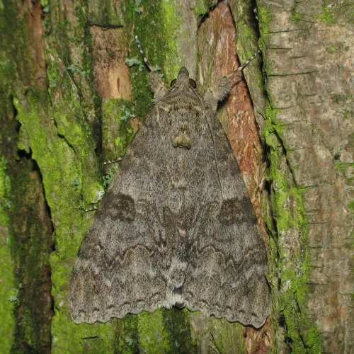 Red Underwing - photo 5