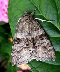Red Underwing - photo 7