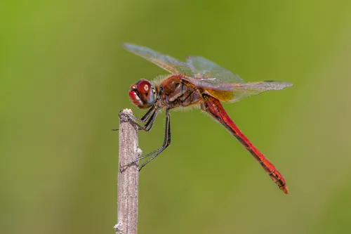 Red-veined Darter