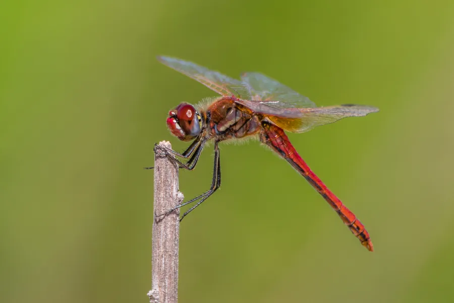 Red-veined Darter - photo 3