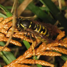 Red Wasp - Vespula rufa