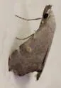 Pygmy Redectis - Hodges#8400 - photo 3