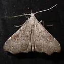 Pygmy Redectis - Hodges#8400 - photo 4