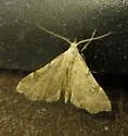 Pygmy Redectis - Hodges#8400 - photo 5
