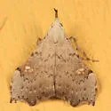 White-spotted Redectis - Hodges#8401