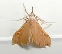 White-spotted Redectis - Hodges#8401 - photo 2