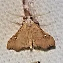 White-spotted Redectis - Hodges#8401 - photo 3