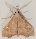 White-spotted Redectis - Hodges#8401 - photo 4