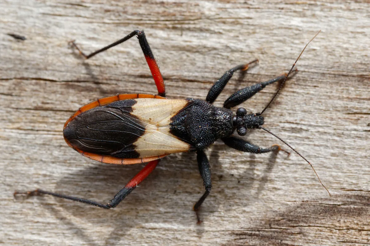 Assassin Bugs - Reduviidae