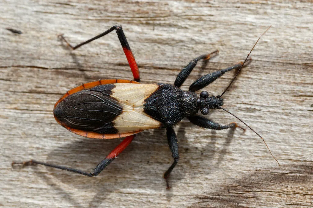 Assassin Bugs - photo 2