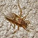 Reduvius senilis