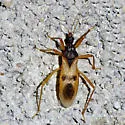 Reduvius senilis - photo 2