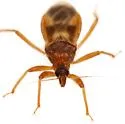 Reduvius senilis - photo 3