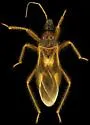 Reduvius senilis - photo 4