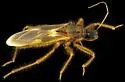 Reduvius senilis - photo 5