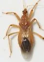 Reduvius sonoraensis - photo 2