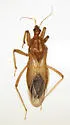 Reduvius sonoraensis - photo 3