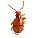 Reichenbachia appendiculata