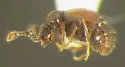 Reichenbachia arthritica