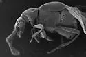 Reichenbachia arthritica - photo 2