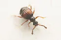 Reichenbachia binodifer - Reichenbachia binodifer