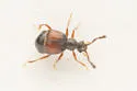 Reichenbachia binodifer - photo 3