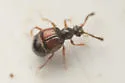 Reichenbachia binodifer - photo 4