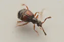 Reichenbachia binodifer - photo 5