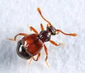 Reichenbachia borealis