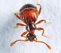 Reichenbachia borealis - photo 2