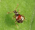 Reichenbachia borealis - photo 3