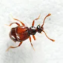 Reichenbachia borealis - photo 4