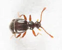 Reichenbachia borealis - photo 5