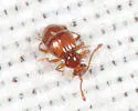 Reichenbachia congener
