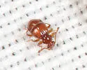 Reichenbachia congener - photo 2