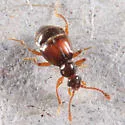 Reichenbachia corporalis - photo 2